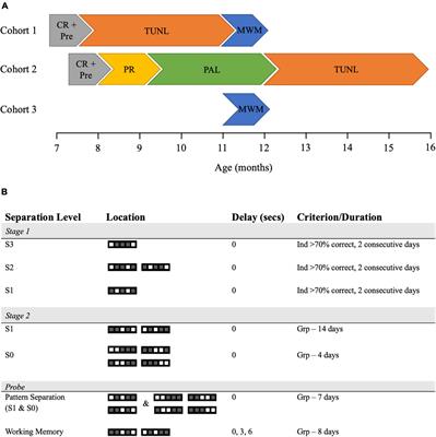 A Preclinical Model of Computerized Cognitive Training: Touchscreen Cognitive Testing Enhances Cognition and Hippocampal Cellular Plasticity in Wildtype and Alzheimer’s Disease Mice